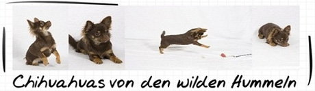 banner_petra-wilde%20hummeln.jpg