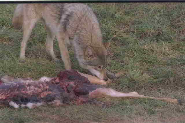 wolf.jpg