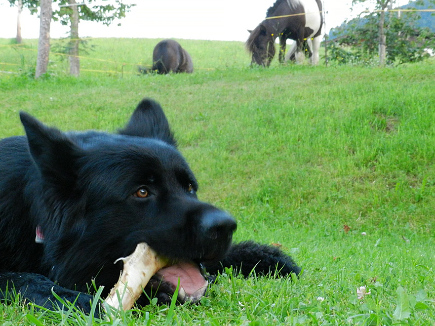 aragorn-luke2jahre.jpg